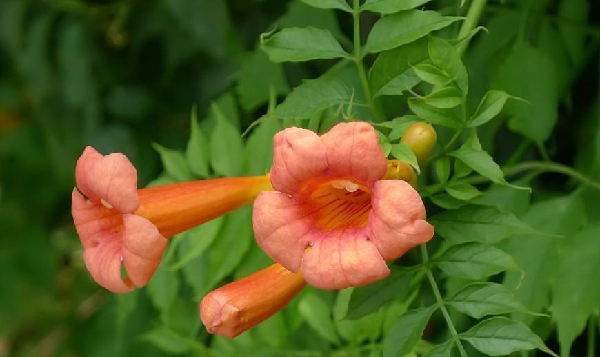 观花植物"厚萼凌霄"花冠筒细长,漏斗状,多栽培于花园庭院观赏