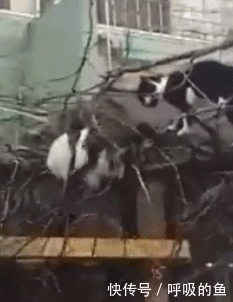 搞笑gif:我的眼神不太好,你们看到了什么吗