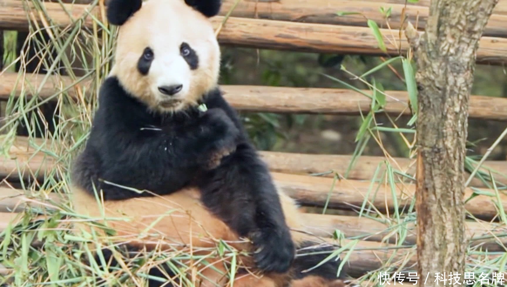 梦回自然,解梦中的熊猫、鸭子、蛇与藏獒——探索潜意识深处的自然意象 梦回自然,解梦中的熊猫、鸭子、蛇与藏獒——探索潜意识深处的自然意象
