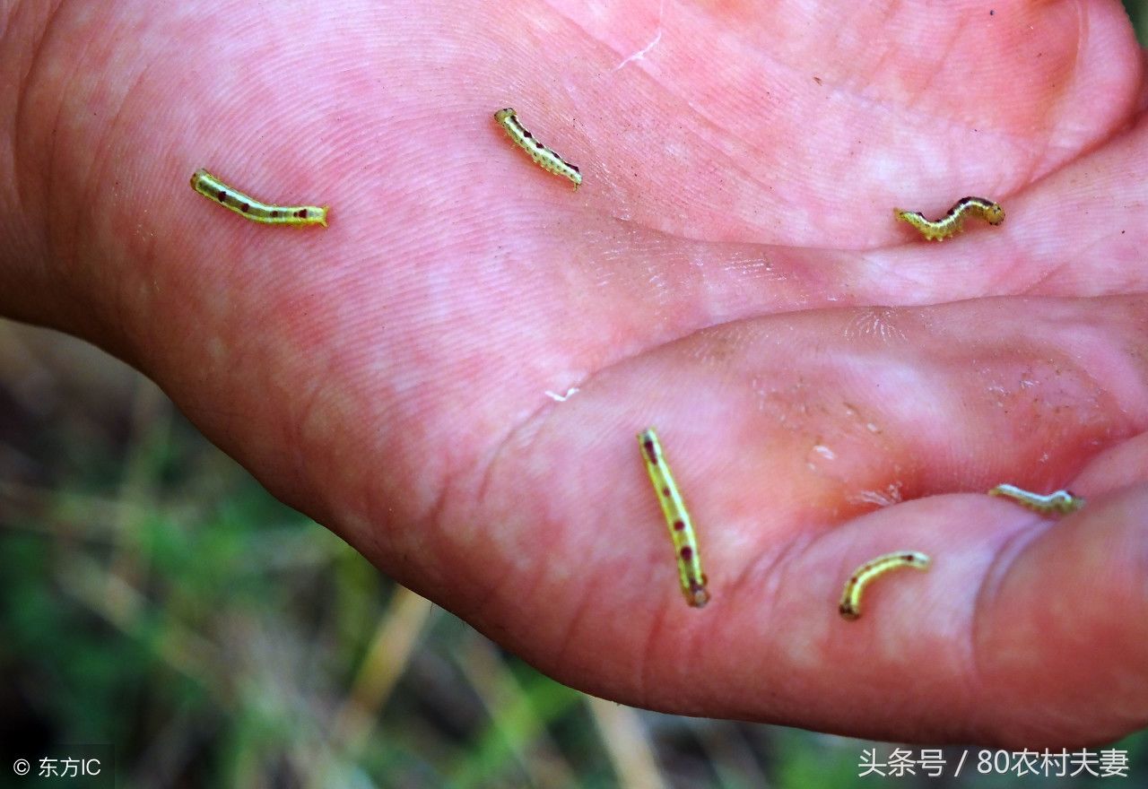 在农村有一种虫子名叫"吊死鬼",你们有认识和见过的么?