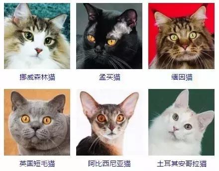 猫咪品种大全 最受欢迎宠物猫排行榜前十名