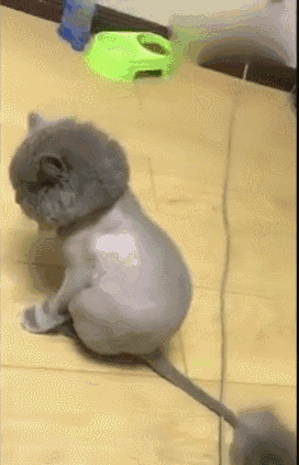 壁纸 动物 狗 狗狗 272_422 竖版 竖屏 手机 gif 动态图 动图