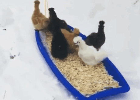 搞笑gif:妹子你玩的姿势那么高难度,以后老公问起该怎么回答?