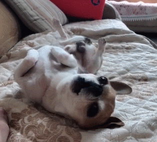 壁纸 动物 狗 狗狗 兔子 314_284 gif 动态图 动图