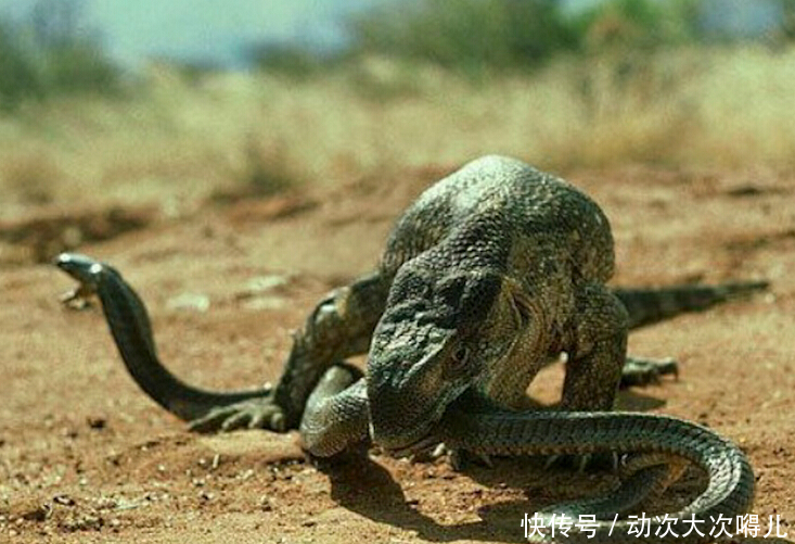 巨型蜥蜴大战蟒蛇,像吃面条一样把蛇给吞了下去!
