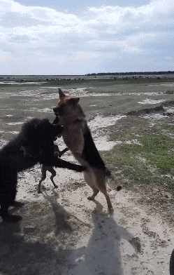 搞笑gif:放那个黑裙子的姑娘,让我来帮你抱会