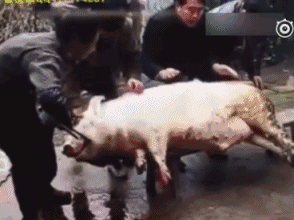 动物 羚羊 猪 294_220 gif 动态图 动图