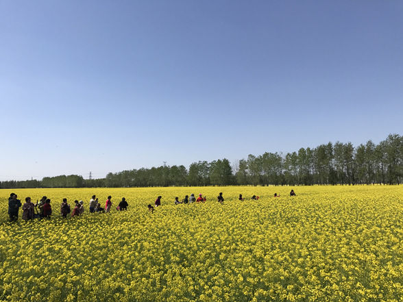 "最有科技含量的油菜花海,泰州姜堰邀能人返乡共建田园乡村