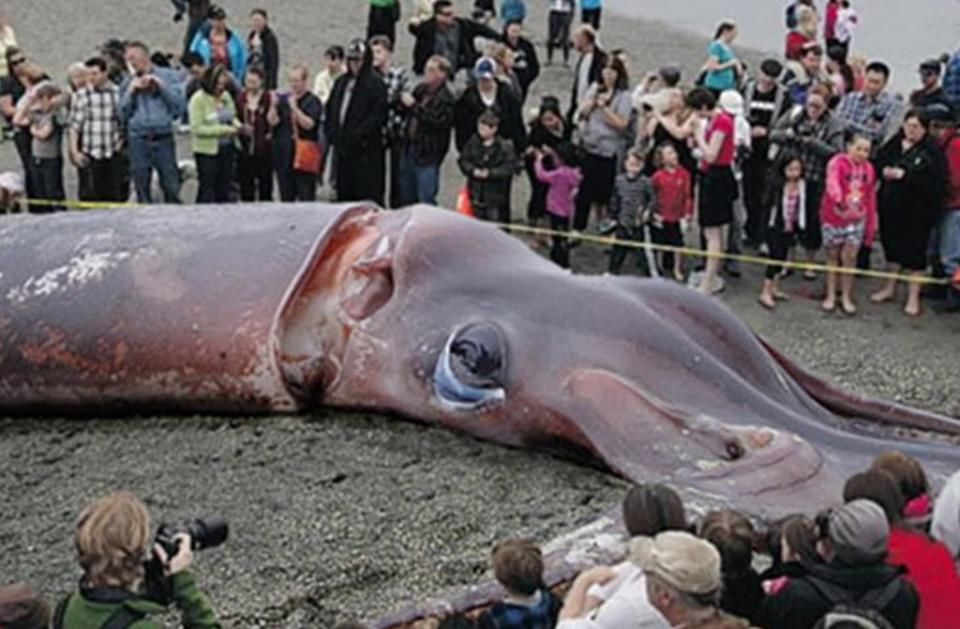 世界上最大巨型鱿鱼,寿命按天来计算,鲸鱼是它唯一的天敌!