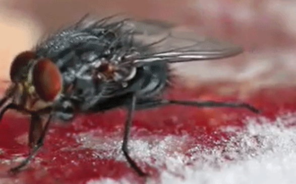 苍蝇嘴被冻肉吸住,男子用温水帮其解围,下一秒的苍蝇令人气愤