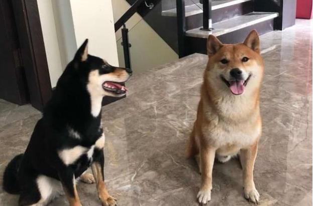 夏天到了,柴犬出门都戴墨镜,看得柴犬弟弟一脸崇拜:哥