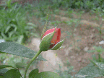 壁纸 花 桌面 352_264 gif 动态图 动图