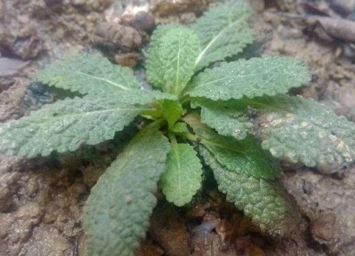 蟾蜍草有没有副作用