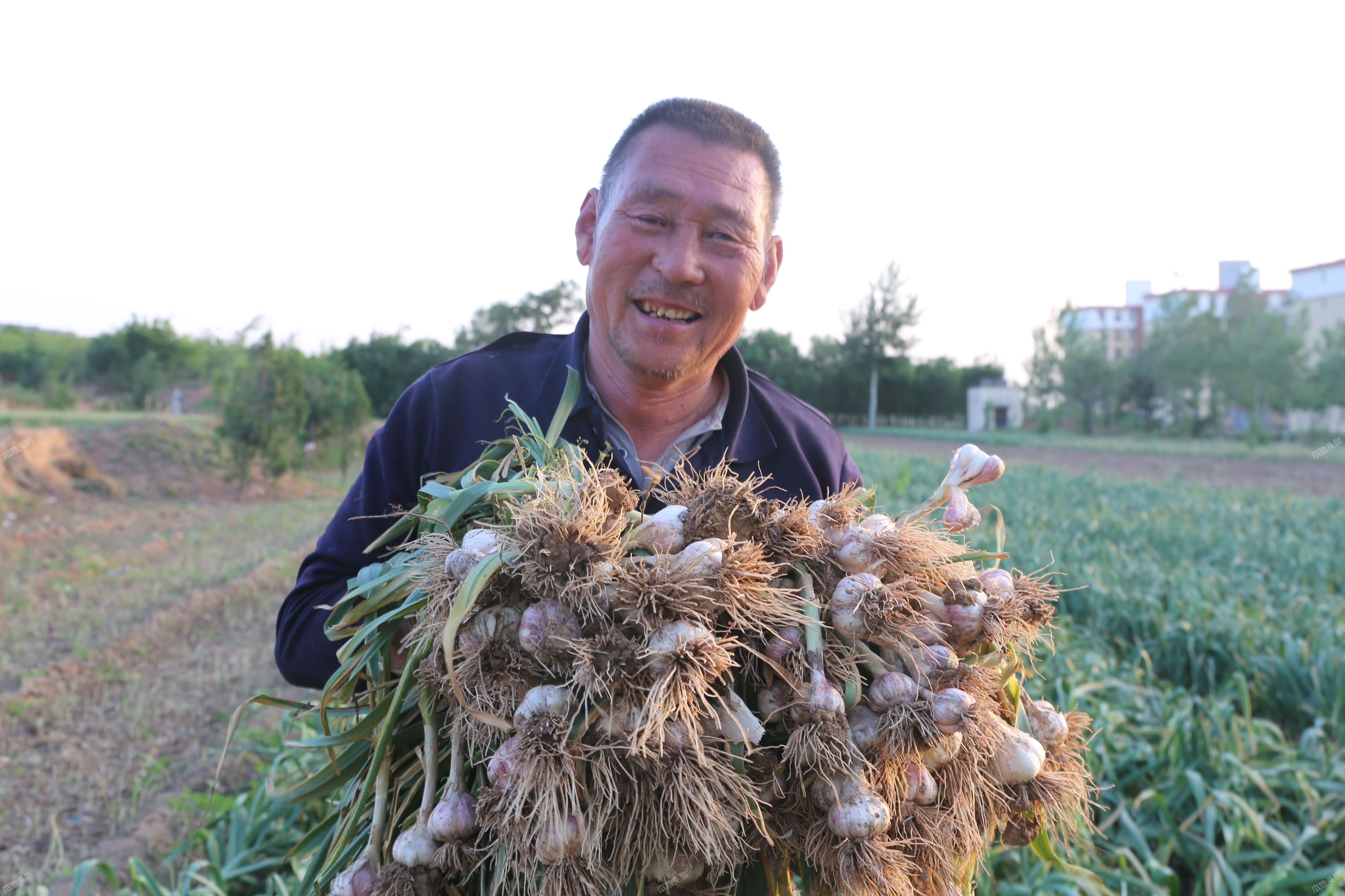 运城夏县 今年大蒜喜获丰收