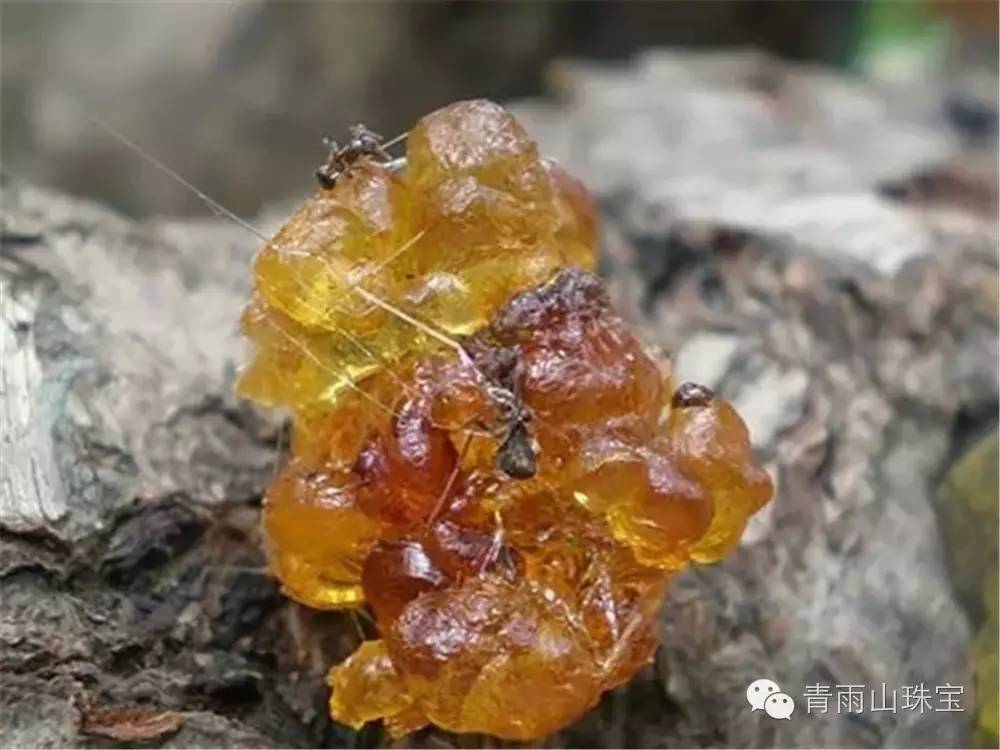 被树胶粘住的两只蚂蚁