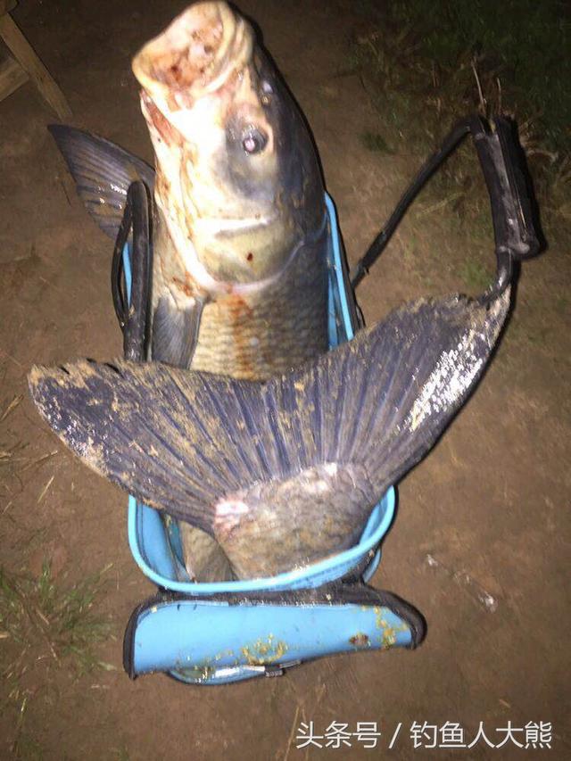 夏季夜钓做好这4件事后,才是守钓大鱼的最好时机