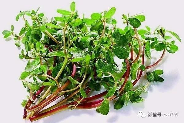 "挖野菜"季节:马齿苋煮汤对过敏性紫癜患者好!