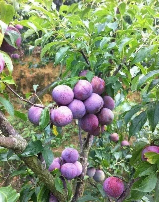 李子的自花受粉早熟品种