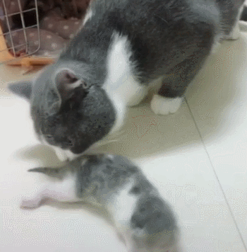 等半天猫咪却只生了一个猫崽子,主人难过了,猫怕你没矿养不起