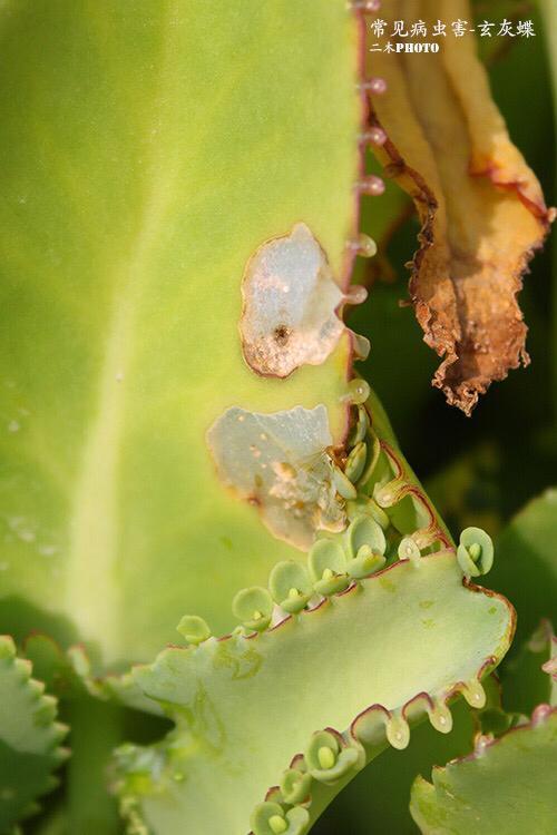 多肉植物常见病虫害-玄灰蝶