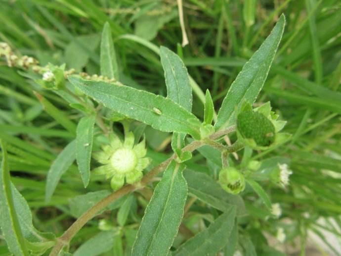 农村这种草,被人煮凉茶以前2毛一斤,现在是天价
