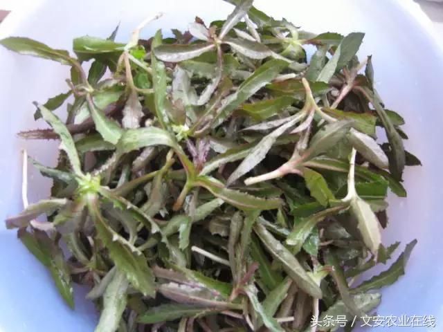 53种野菜,你吃过几样?