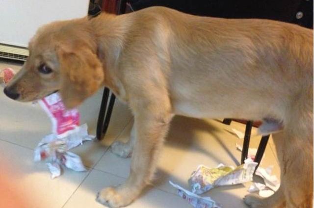 话说男不养猫女不养狗,这是为何,自从养了只和二哈一样的金毛后