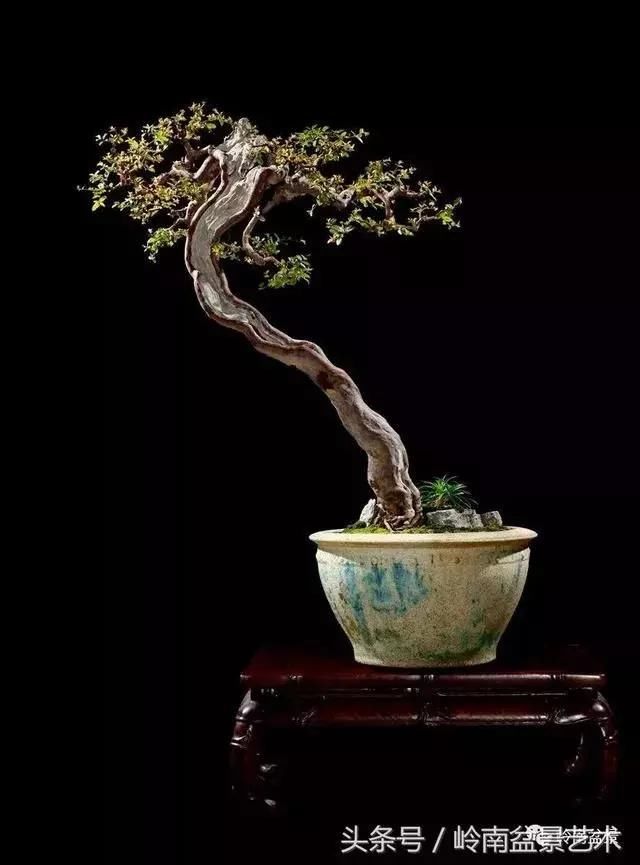 曾多次参加盆景大会,并荣誉入选2016年5月昆明「世博杯」中国盆景艺术
