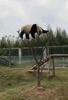 搞笑gif:禽兽们,放开那个男孩,有什么事冲我来!