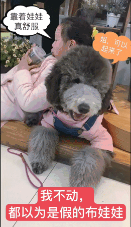 壁纸 动物 狗 狗狗 261_450 竖版 竖屏 手机 gif 动态图 动图