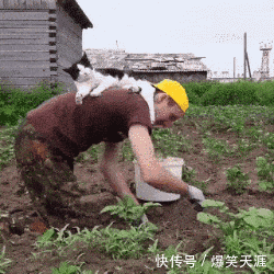 搞笑gif:不得不说牛粪的味道,也就那样!