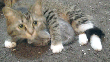 超搞笑gif:一个不会煮饭的人下厨…… 建议珍爱生命 远离厨房