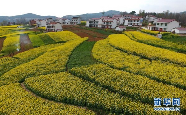 3月21日航拍的陕西省汉中市南郑县新集镇油菜花海,村庄被花海包围.