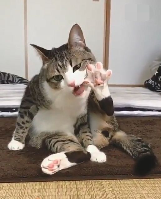 猫咪一瘸一拐的,一直在*脚是怎么回事?