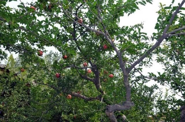 梦见一条龙在天上飞,探索梦境中的神秘象征与深层含义 梦见一条龙在天上飞,探索梦境中的神秘象征与深层含义