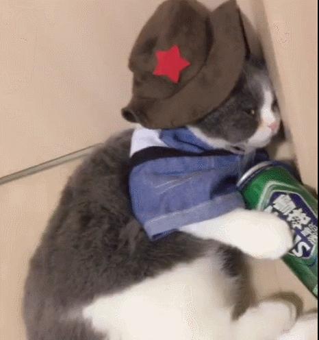 猫咪偷主人的啤酒喝,醉倒在墙角落,这还算只猫吗?