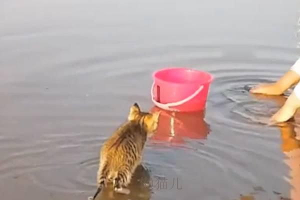 一只不怕水的猫咪,跟着主人去下海:本喵去海里捉鱼了