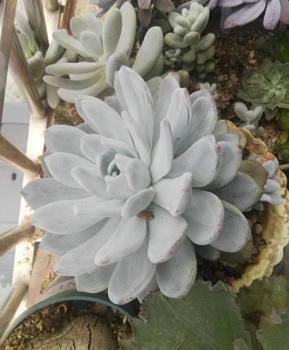 直径24cm的多肉植物芙蓉雪莲