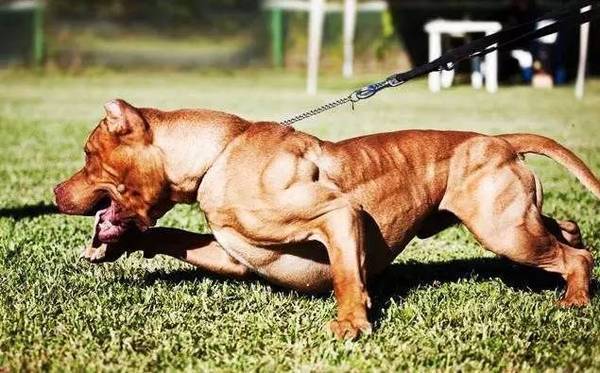 看到这只满身肌肉的狗,健身10年的我怂了