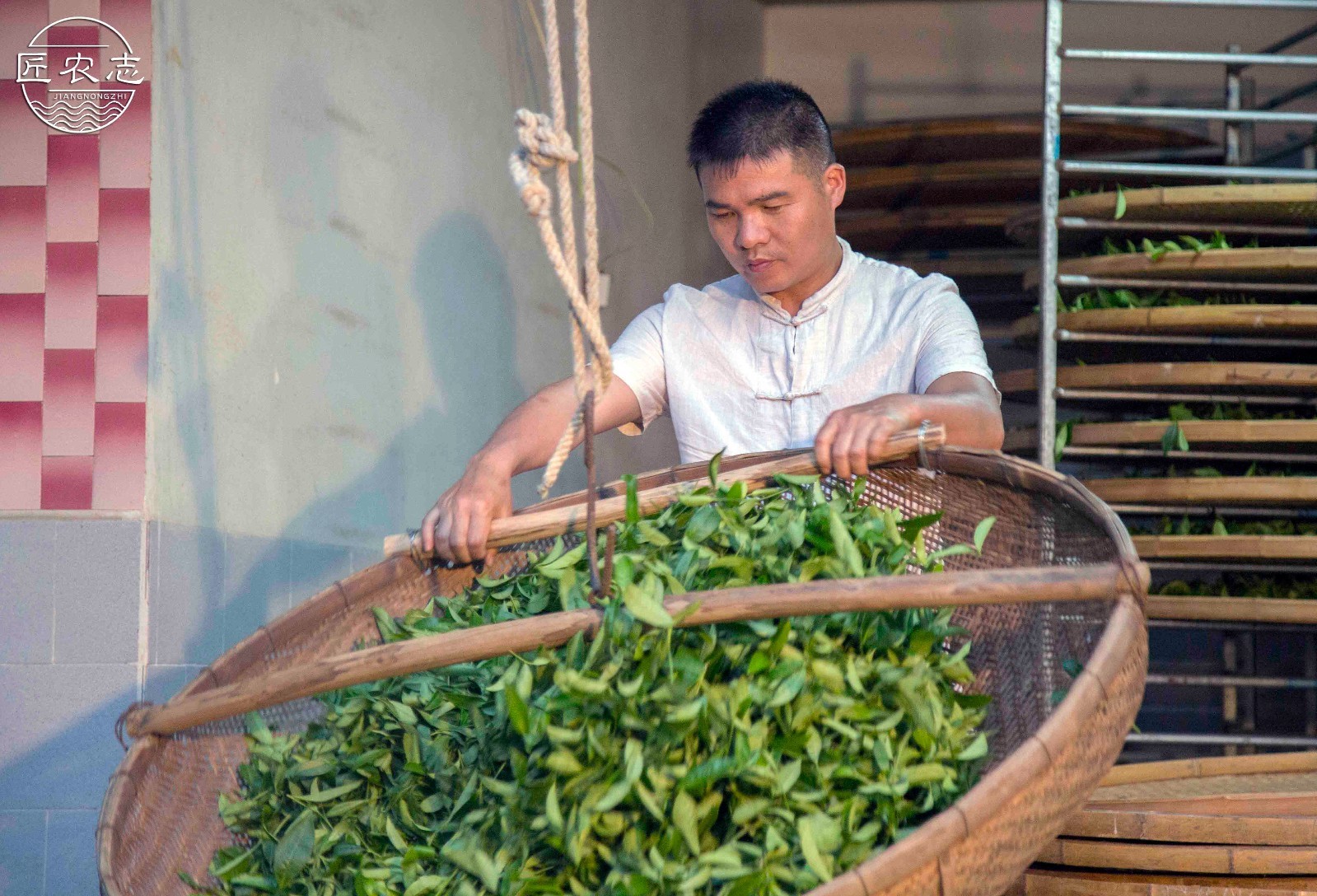 传统工艺制作铁观音 采用自然萎凋的方式,重摇青,重发酵,手工包揉