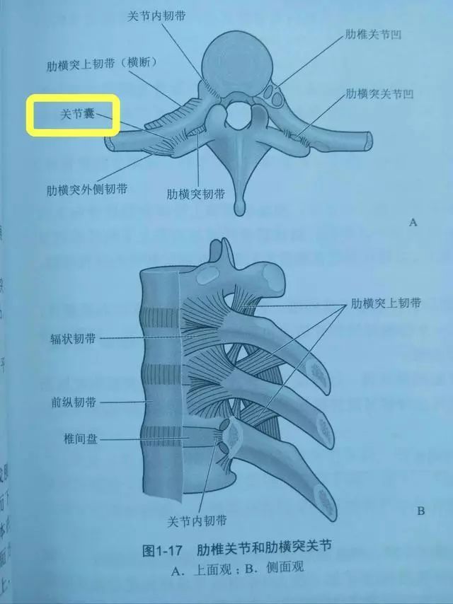 触诊时发现那一两个特别痛的点不是肌肉,而是肋横突关节.