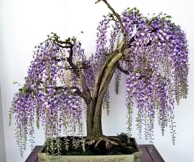 紫藤盆景不仅可以观花赏形,紫藤花还可以食用
