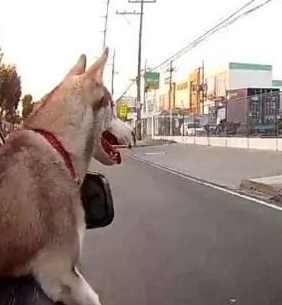 坐在轿车副驾驶的二哈,看到坐在电动车上的金毛后竟露出这个表情