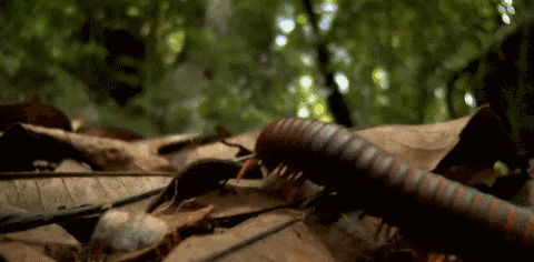 bbc纪录片里的奇葩动物:媚俗的可爱千篇一律,有趣的奇葩万里挑一