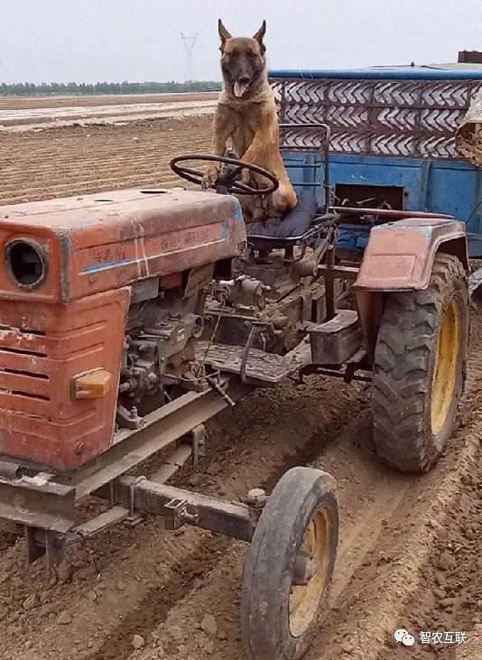 农村的狗子早当家,人手不够了只好让马犬帮忙开拖拉机