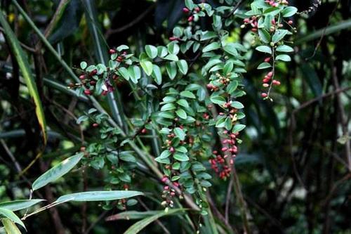 农村这种植物"铁包金",可用于风火牙痛,盆栽盆景,发财