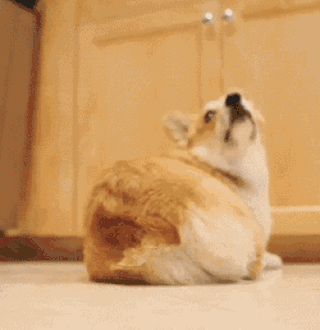 壁纸 动物 猫 猫咪 小猫 桌面 320_330 gif 动态图 动图