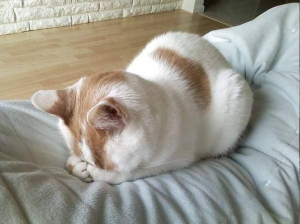 世界上最懒的十大动物,没有最懒,只有更懒!