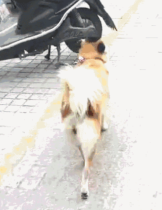 壁纸 动物 狗 狗狗 321_415 竖版 竖屏 手机 gif 动态图 动图