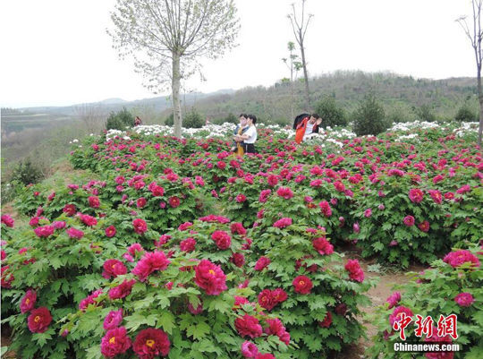 河南洛阳的牡丹进入盛花期,4月11日,在洛阳龙门东山千亩高山牡丹园内